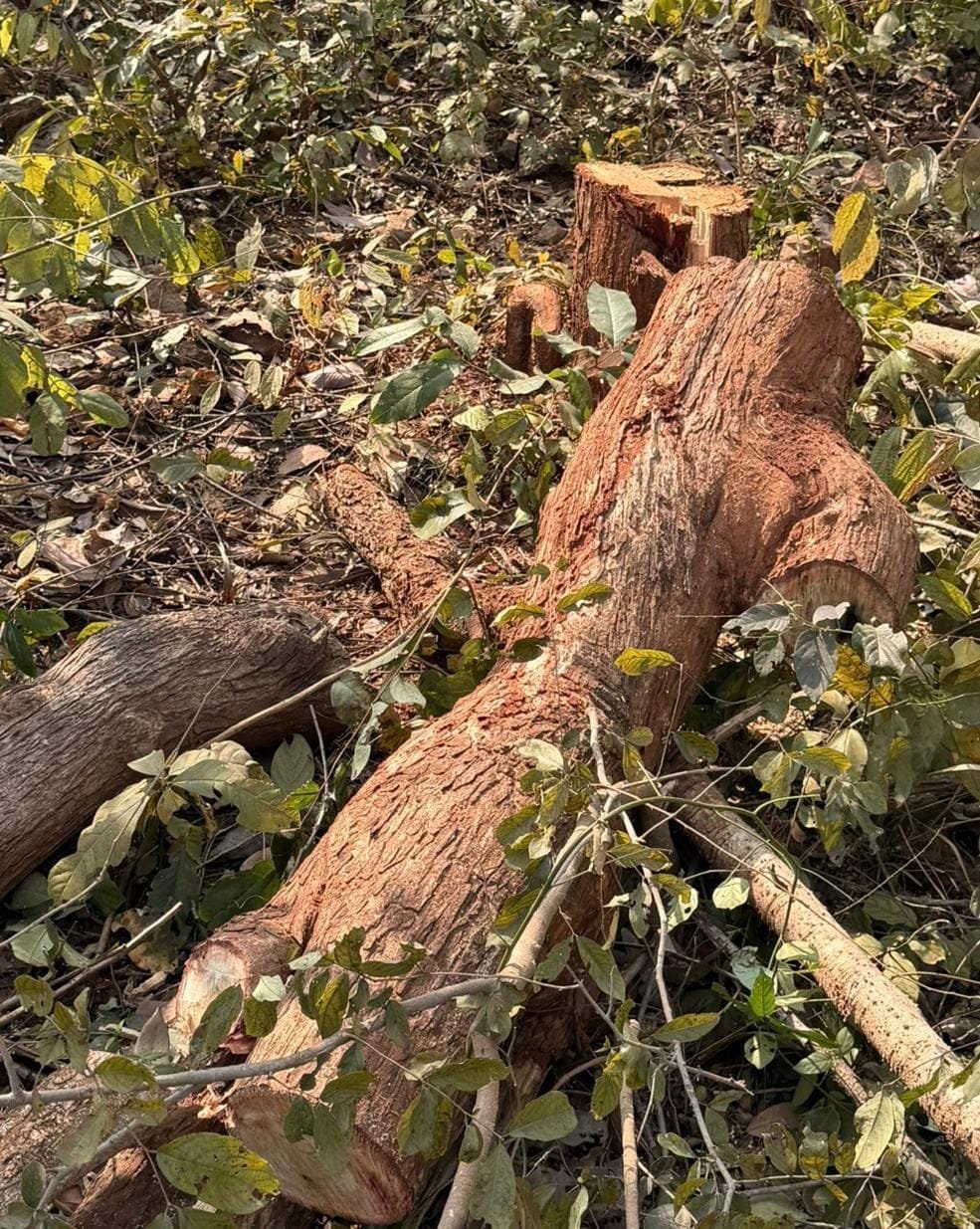 आरक्षित वनों की सुरक्षा फिर सवालों के घेरे में